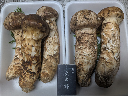 大きな松茸